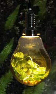 Dax Garden Globe Pendellampa med LED och Växt Ingår